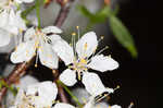 Hortulan plum